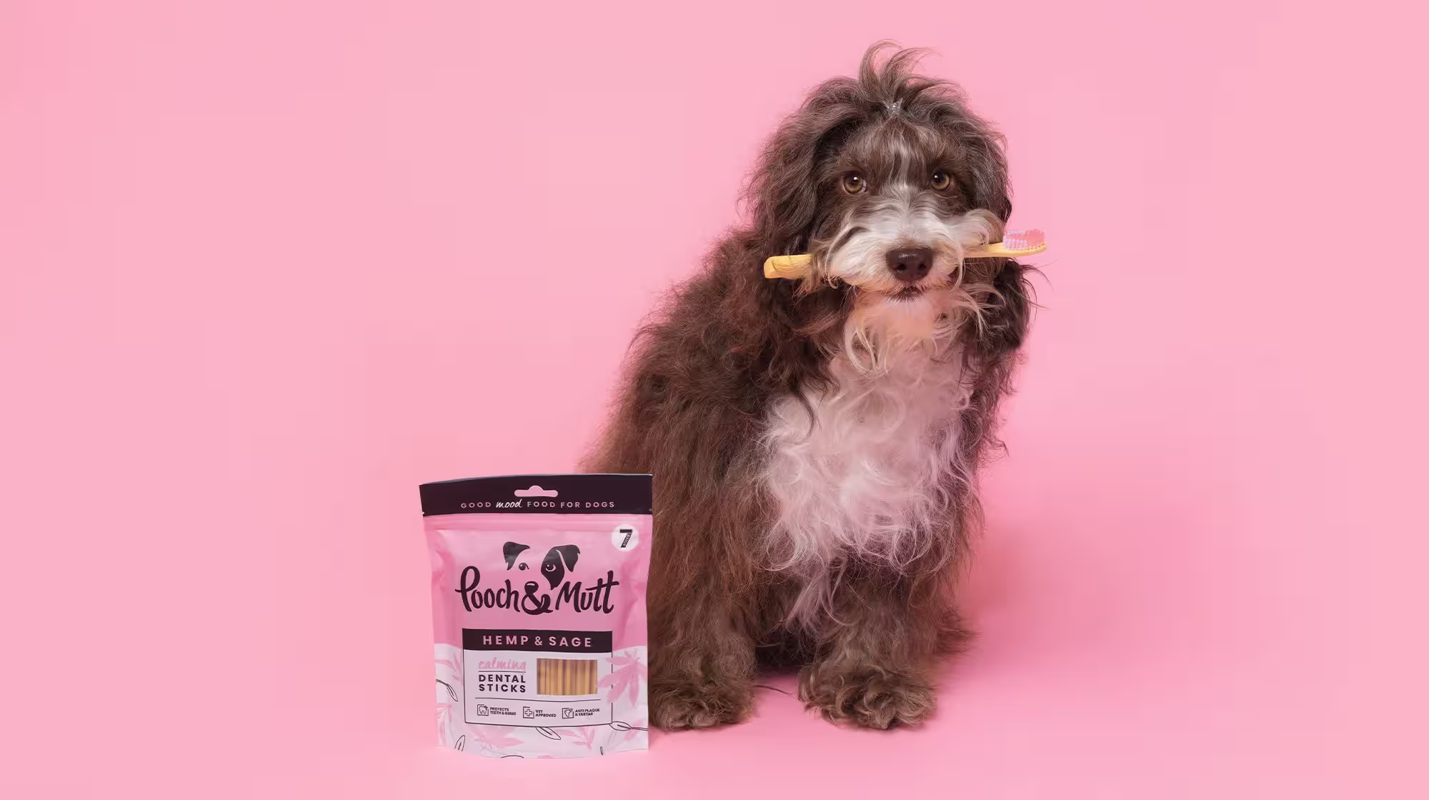 What herbs and spices are safe for dogs?-Image 2