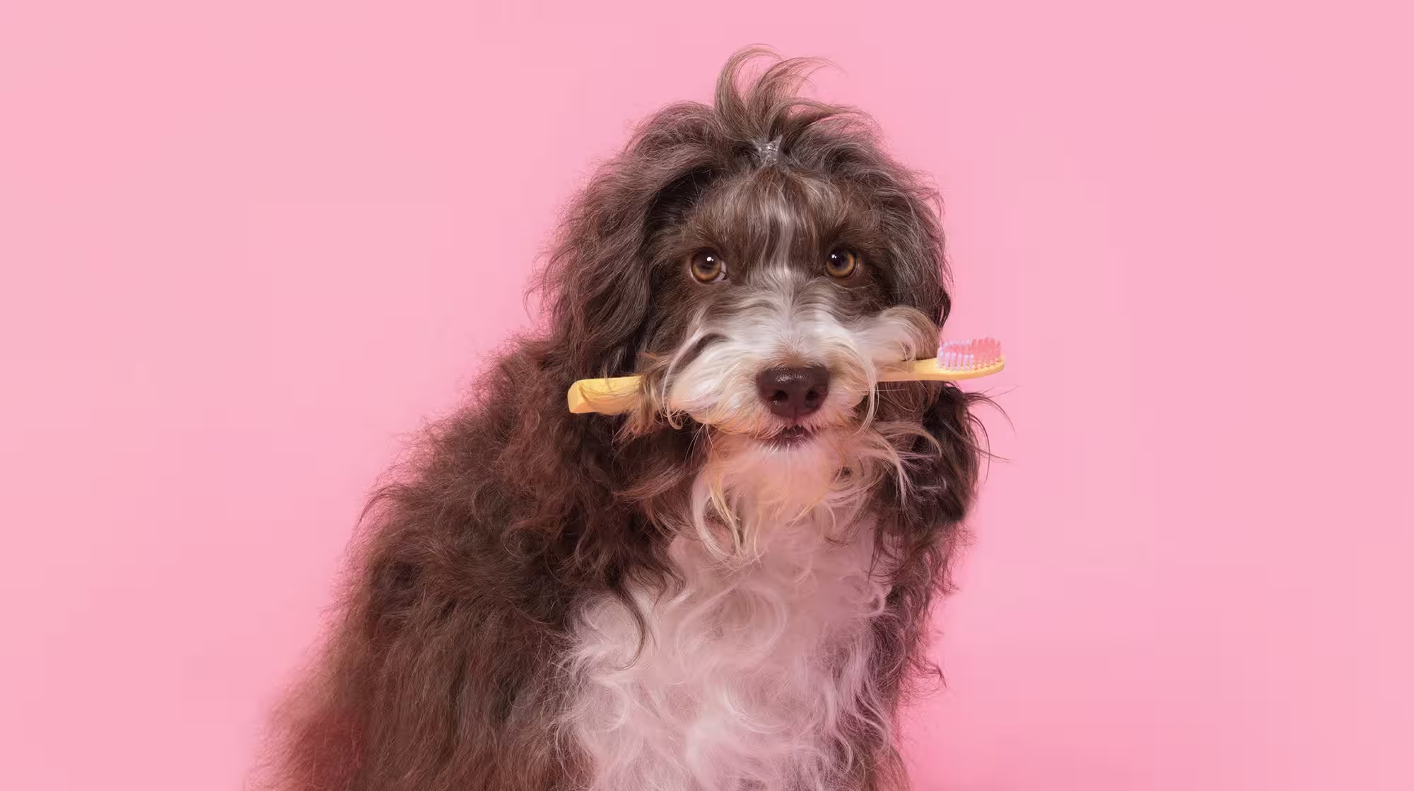 Bleeding gums in dogs: Common causes and when to worry-Image 1