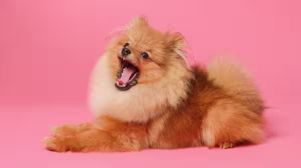 Why does my dog’s breath smell and how do I fix it?-Image 1