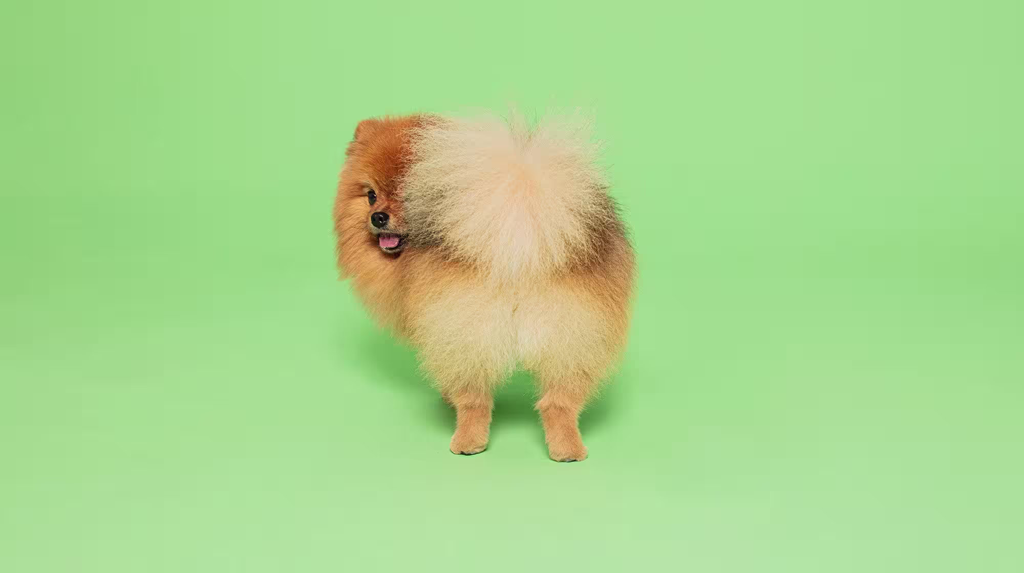What dog-safe foods are naturally high in fibre?-Image 1