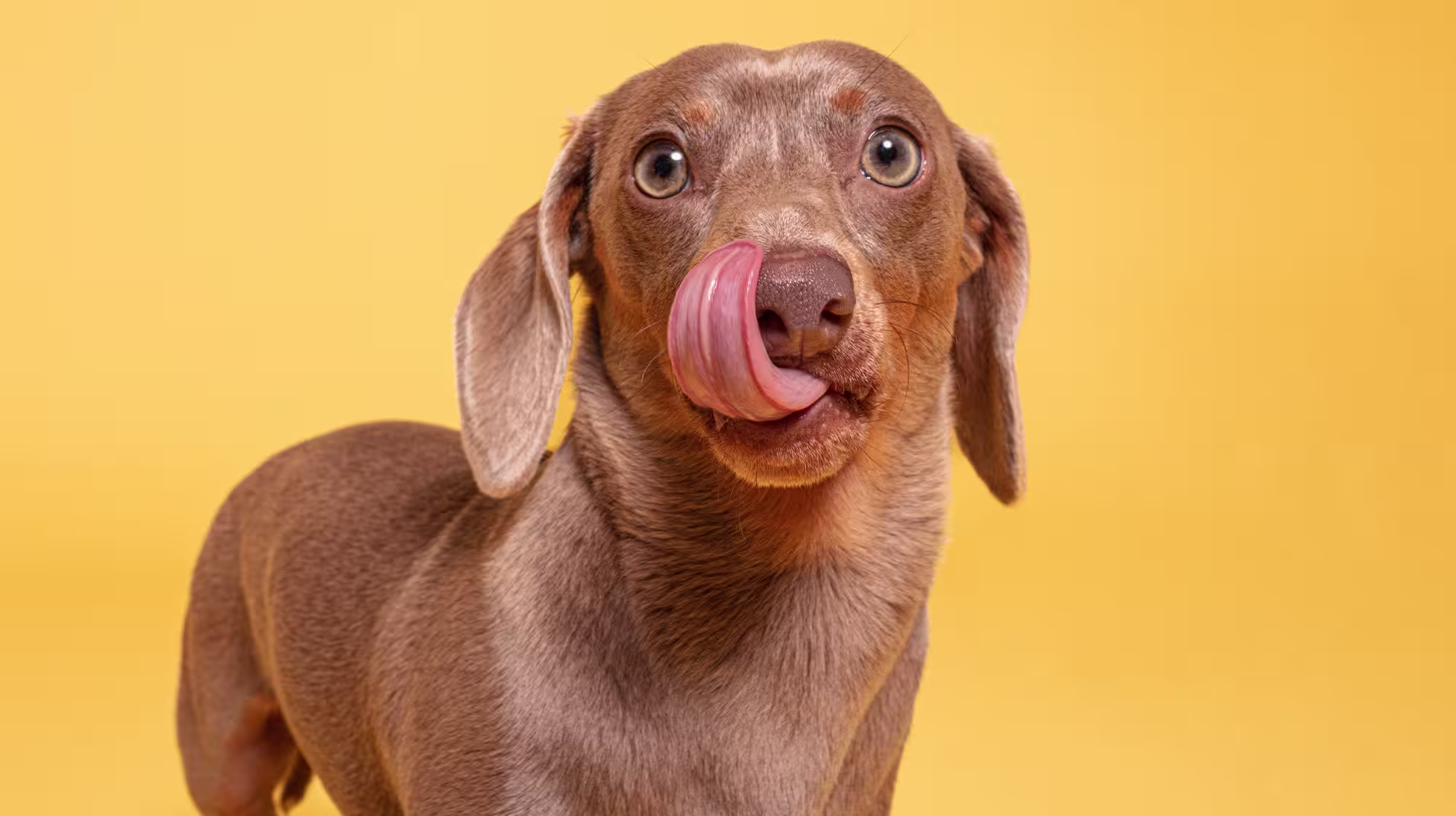 Everything you need to know about hydrolysed dog food-Image 2