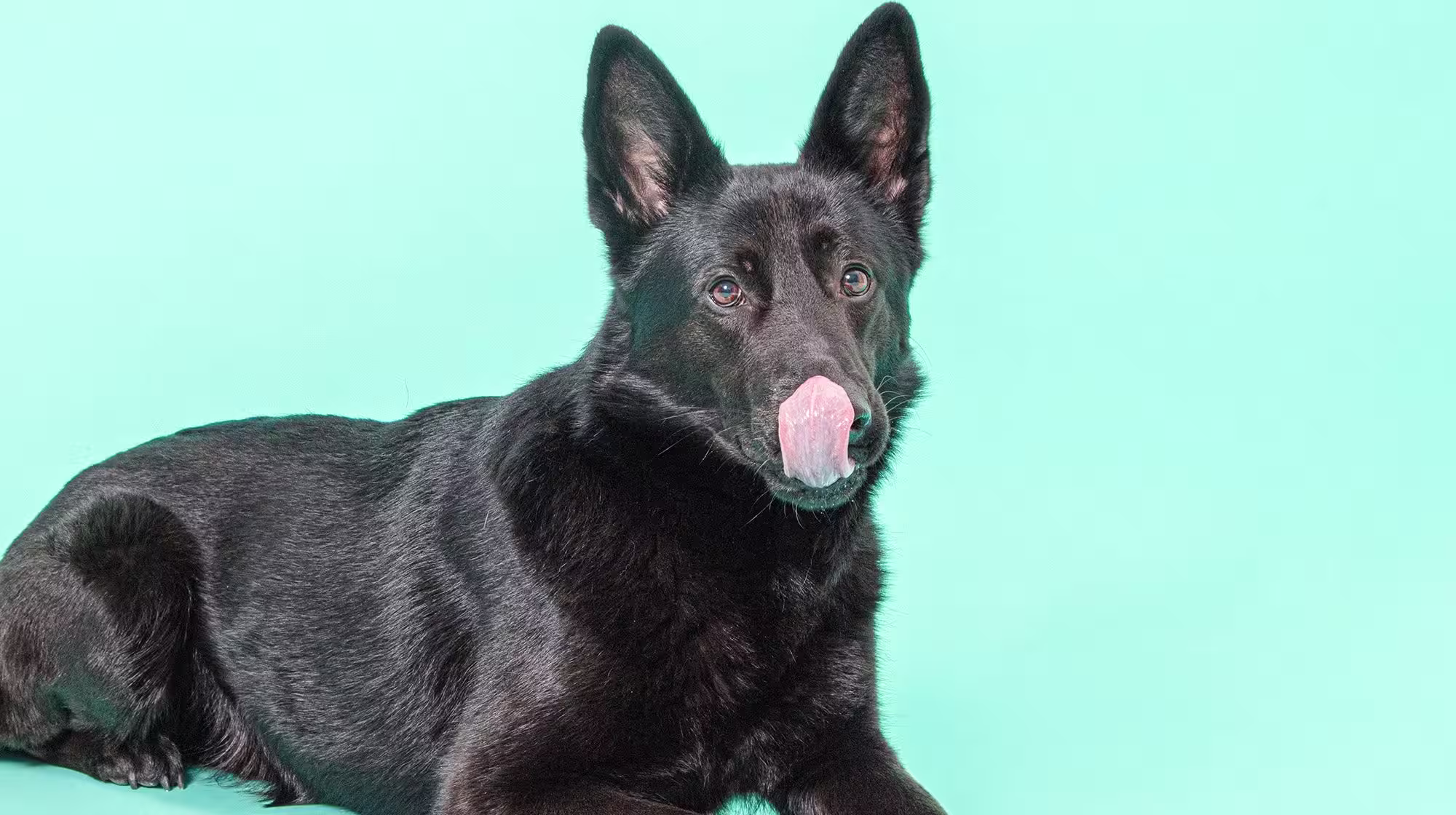 Chicken allergies in dogs: Everything you need to know-Image 1