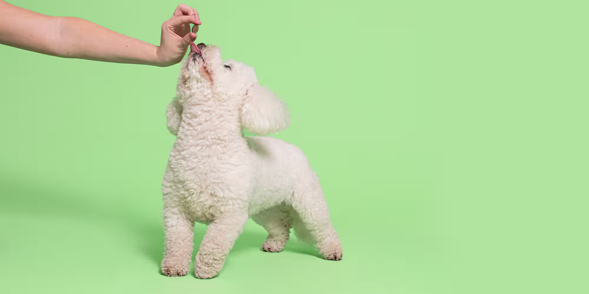 What to do if your dog is stung by a bee or wasp-Image 1