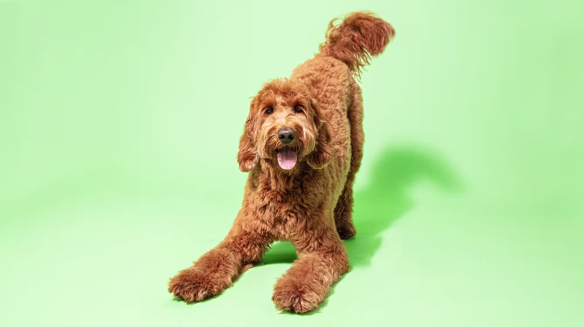 Urinary health in dogs: Everything you need to know-Image 1