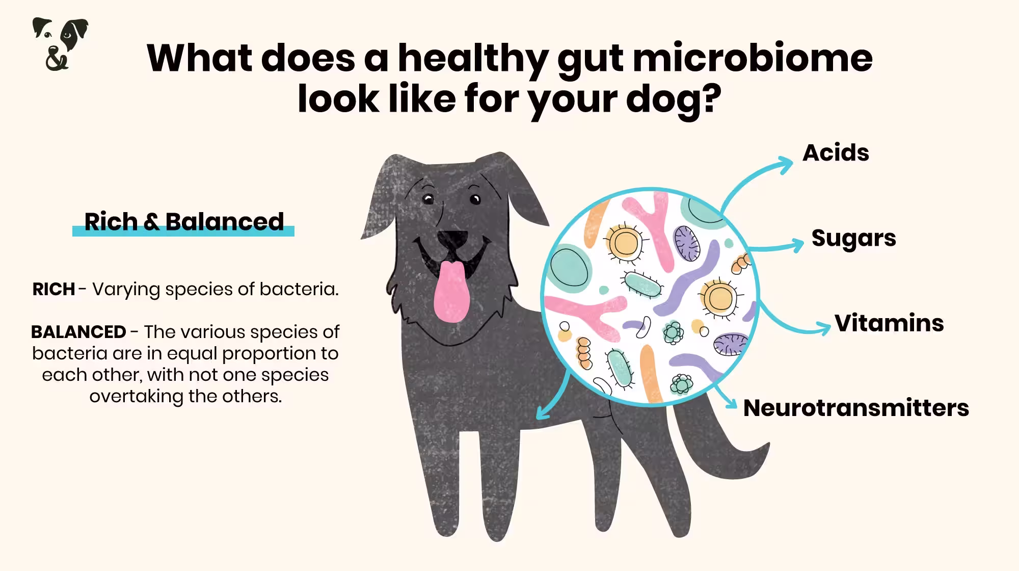 Your dog’s gut health: What is a microbiome?-Image 5