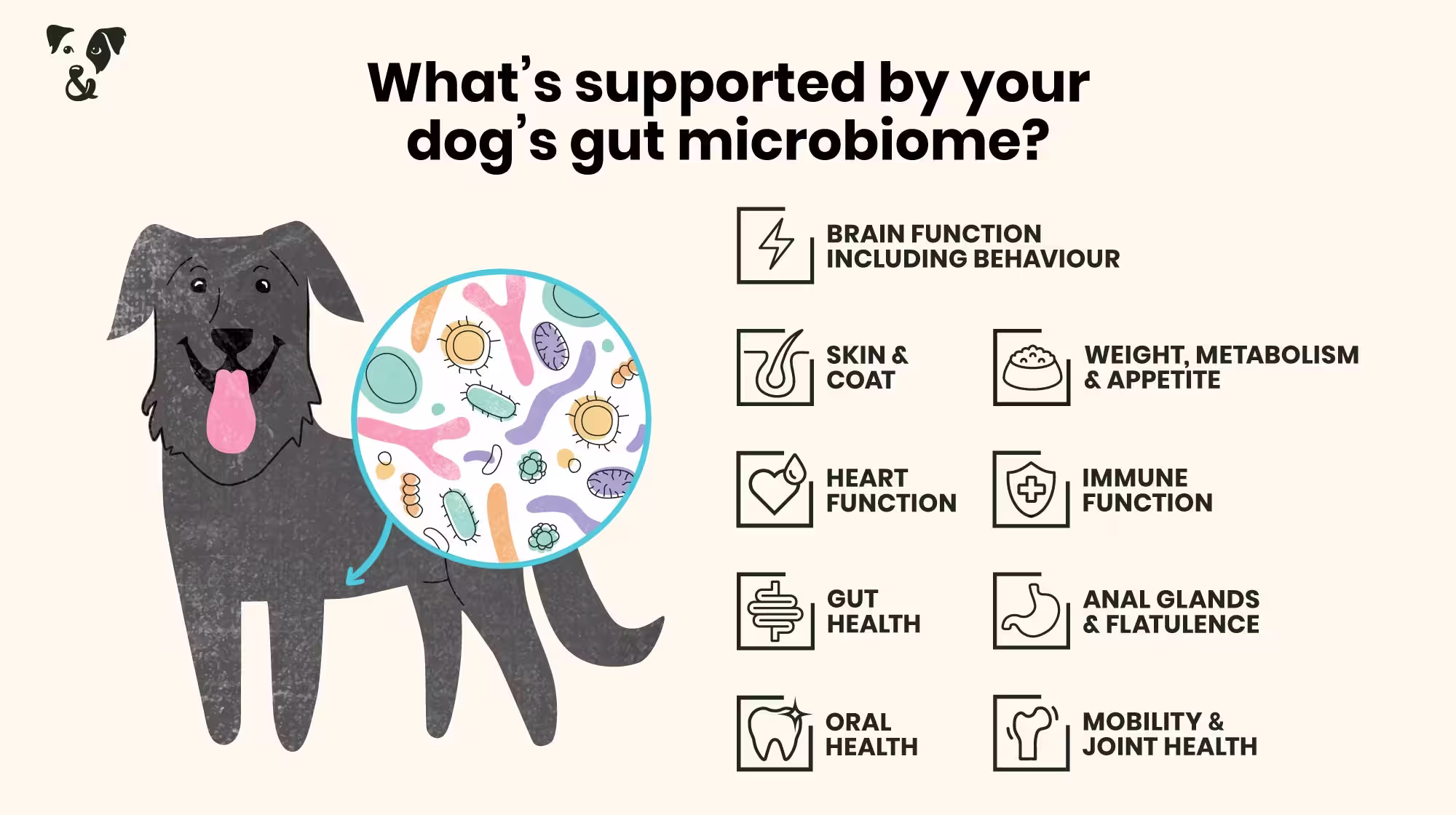 Weight issues in dogs: How your dog’s gut microbiome could be to blame-Image 1