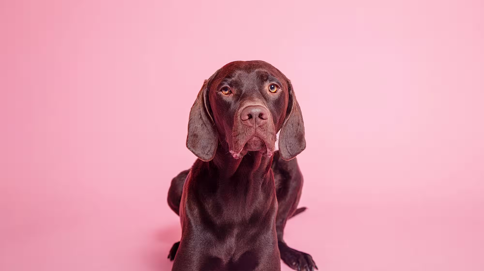 Phantom pregnancy in dogs: Symptoms and causes-Image 1