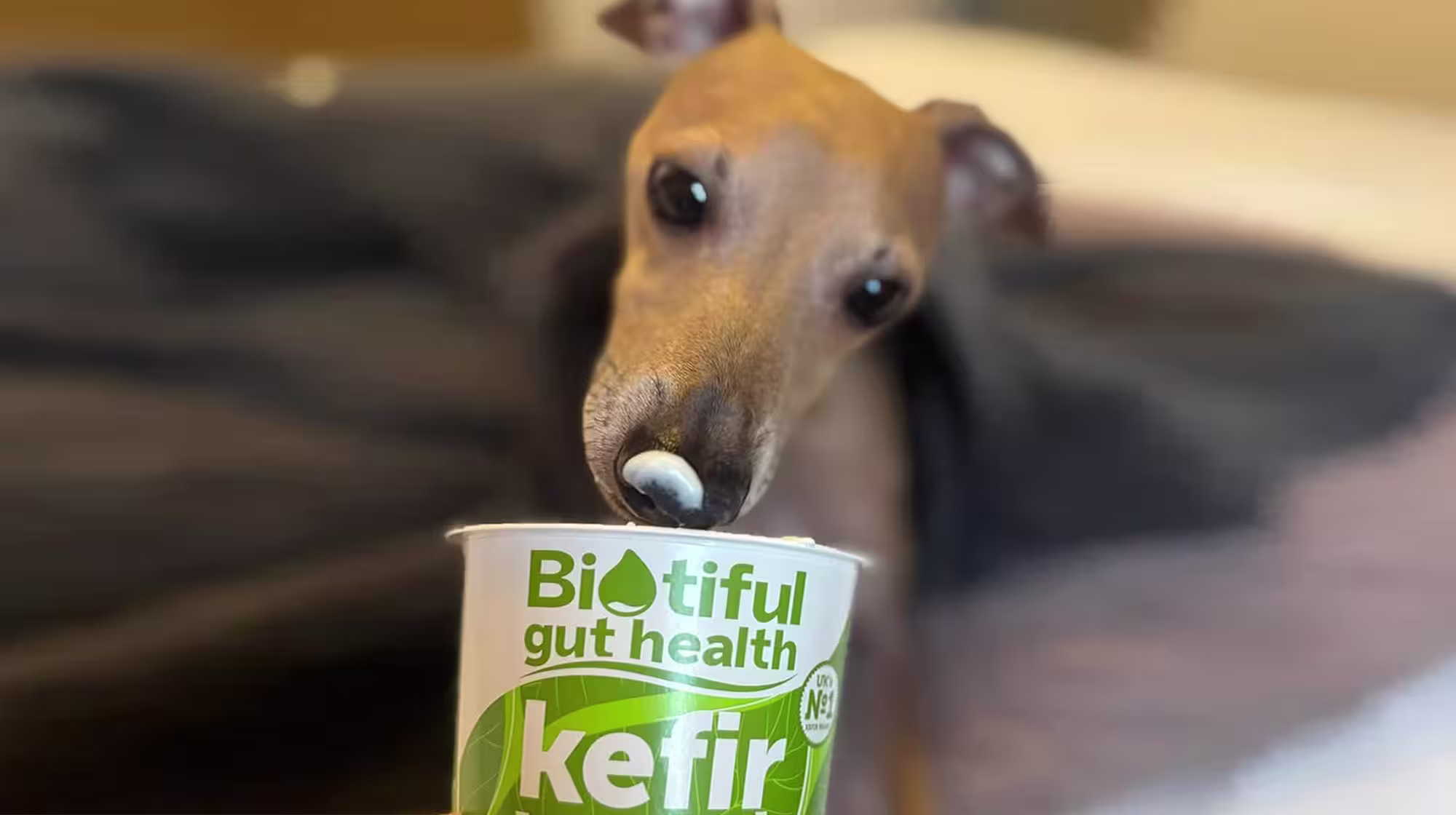 Lennie’s Gut Health Story with Kefir-Image 1