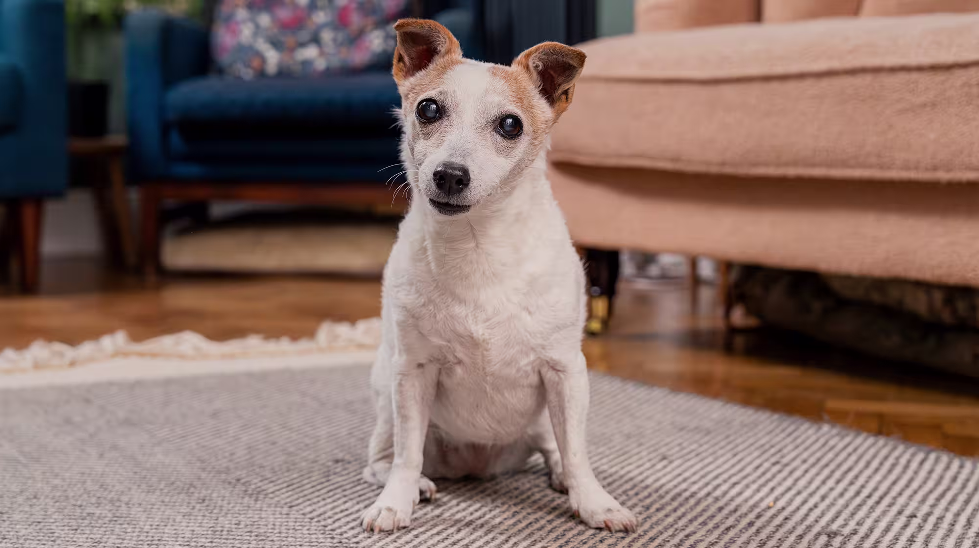 BLOG STAND ALONE DOG SHOT 2