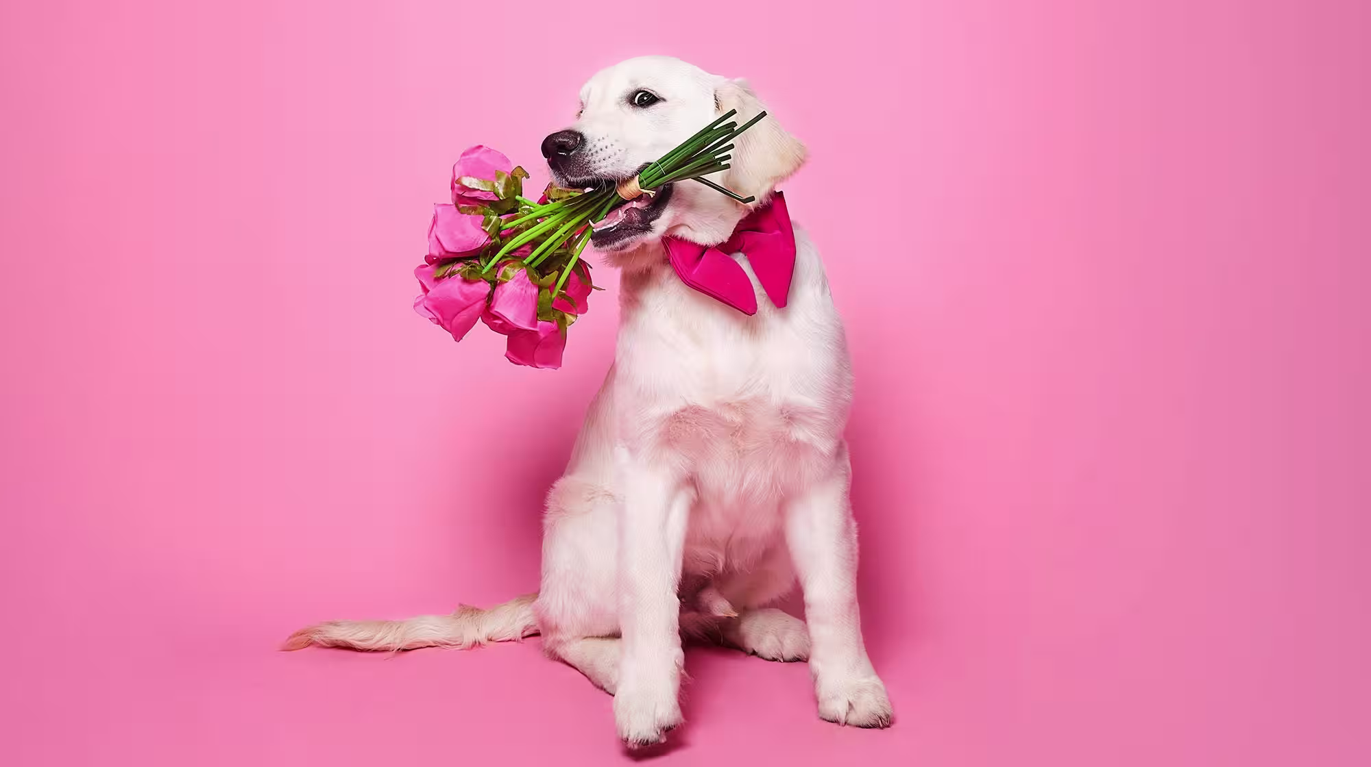 Signs your dog loves you-Image 2