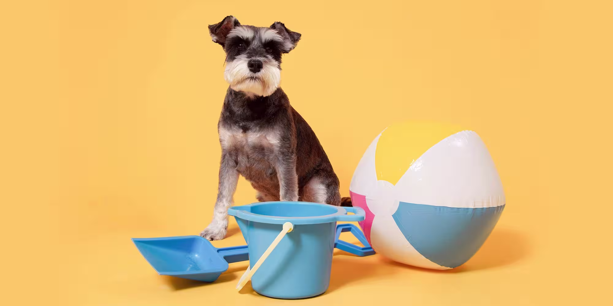 Vet Tips: How to keep dogs safe and cool this summer-Image 2