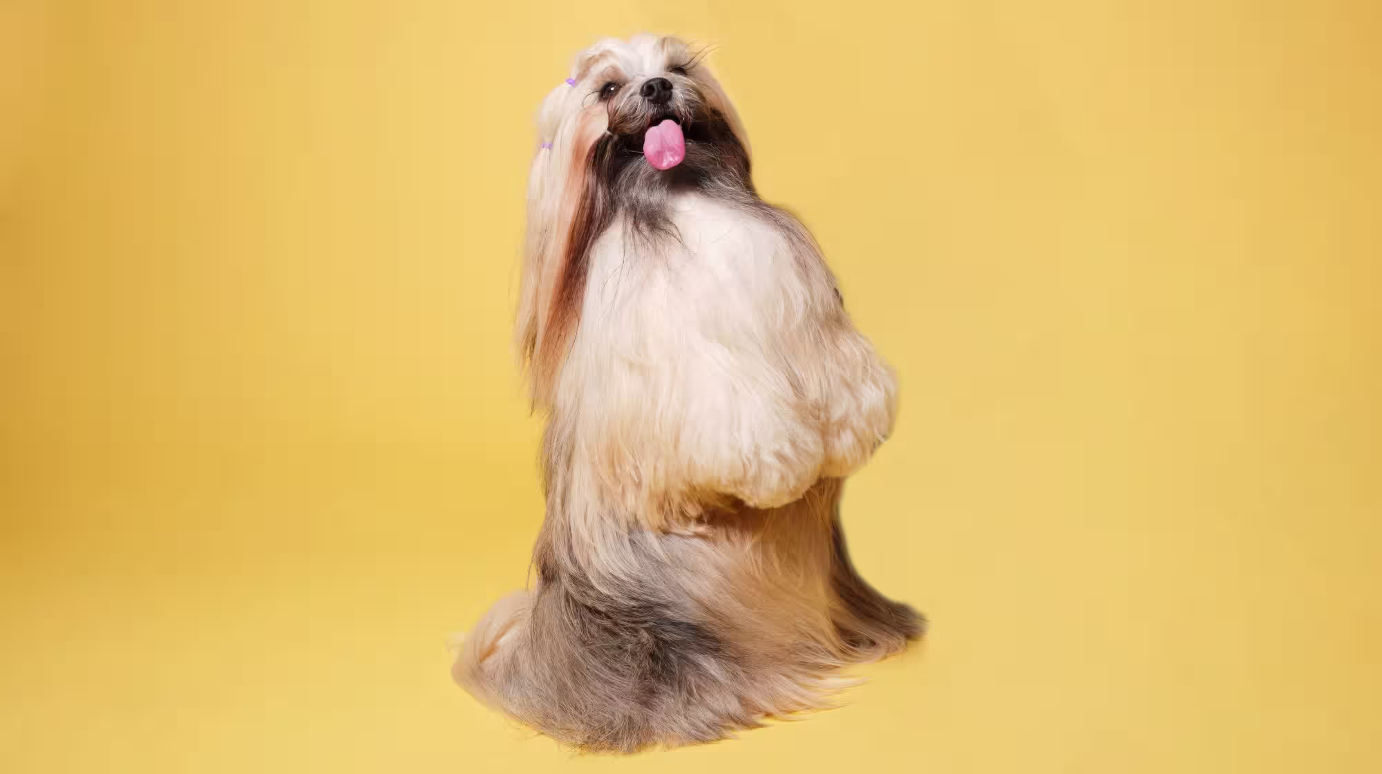 How to help your nervous dog at the groomers-Image 1