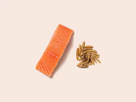 Salmon & Insect
