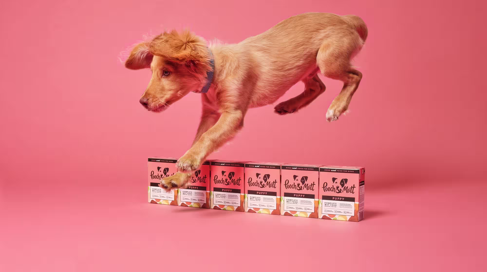 A golden coloured puppy with floppy ears, jumper over a line of Pooch & Mutt food in pink packaging, against a pink background