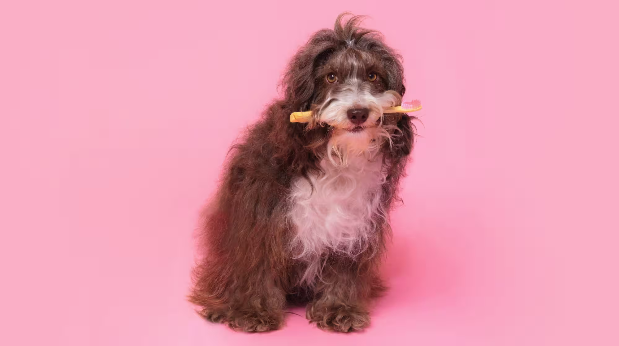 scruffy dog holding a dental stick in their mouth on a pink background