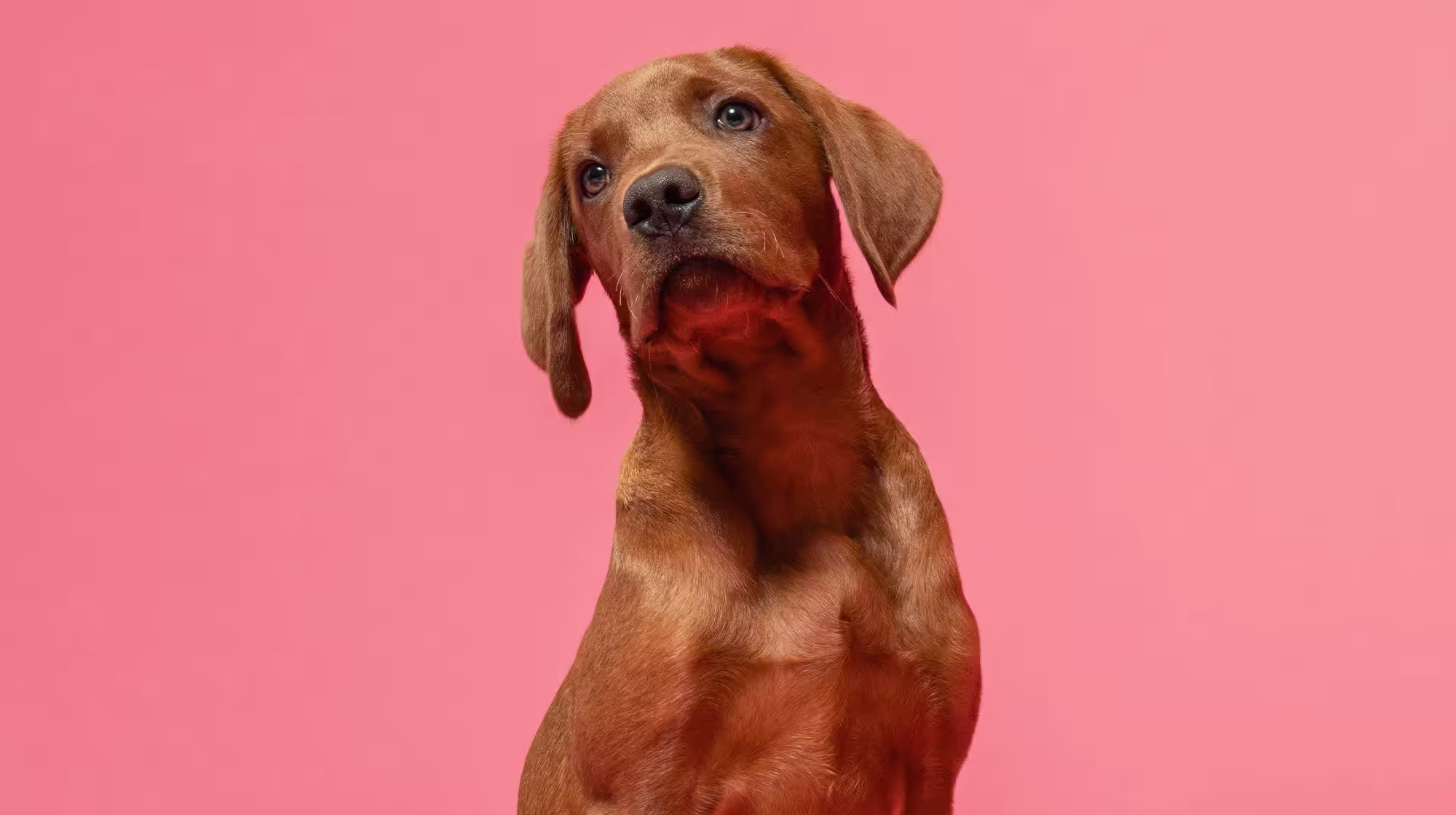 Why you should prioritise your puppy's gut health-Image 2