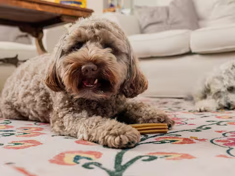 A brown fluffy dog is laying on the floor with a Pooch & Mutt Dental Stick. Behind them there's a white dog also with a dental stick.