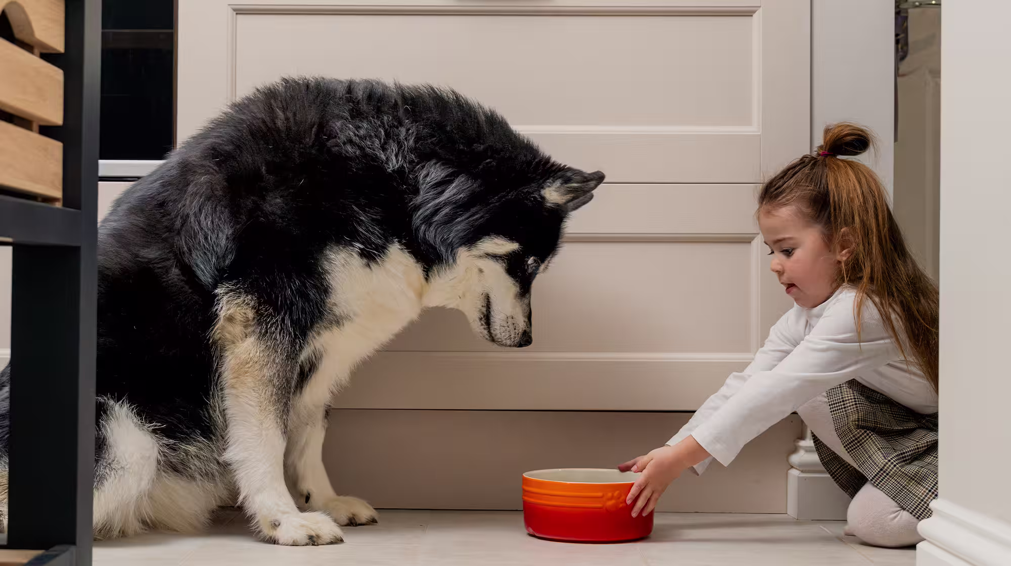 A little girl pushing an orange dog food bowl towards a big, Siberian Husky. 