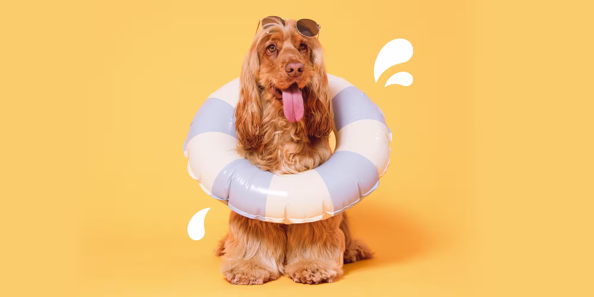 Why won’t my dog drink water?-Image 3